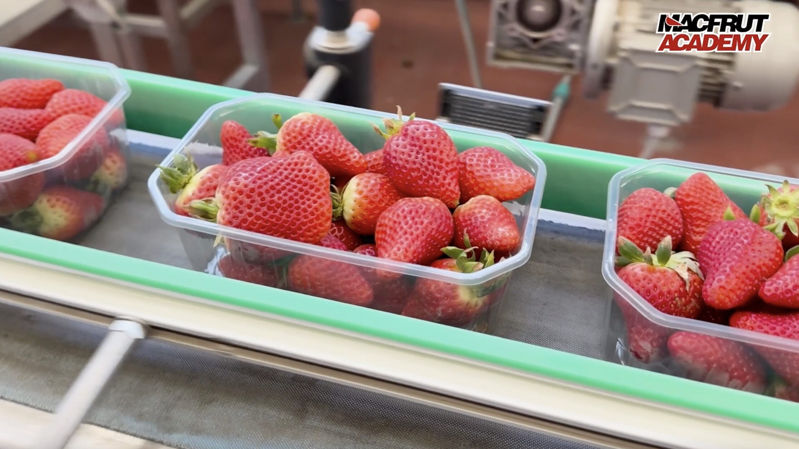 Macfrut Academy_fresa|fresa|Bruno Mezzetti